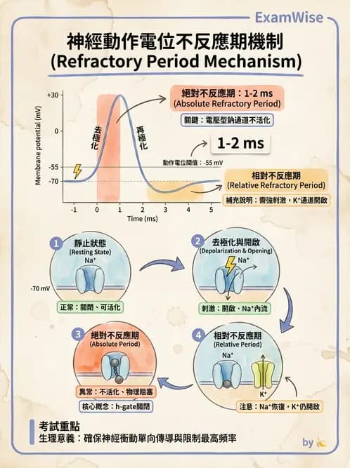 放射 - 神經生理 - AI 圖文解析預覽