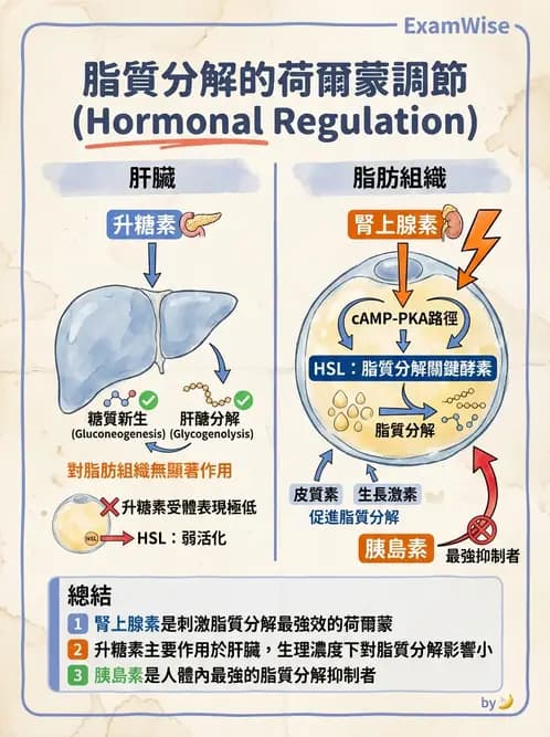 放射 - 肌肉及代謝生理 - AI 圖文解析預覽