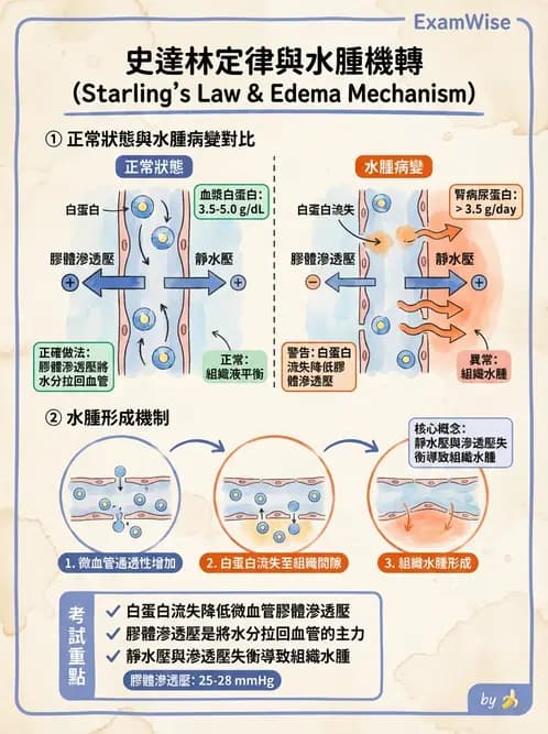 放射 - 心血管生理 - AI 圖文解析預覽