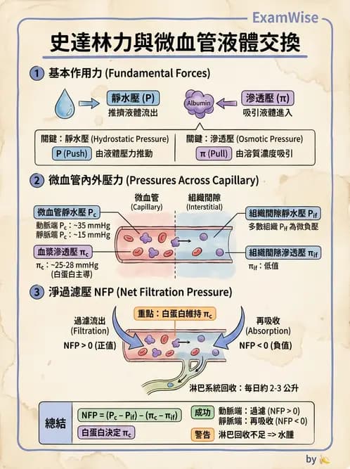 放射 - 心血管生理 - AI 圖文解析預覽