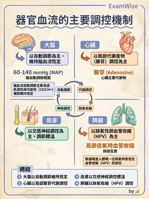 放射 - 心血管生理 - AI 圖文解析預覽