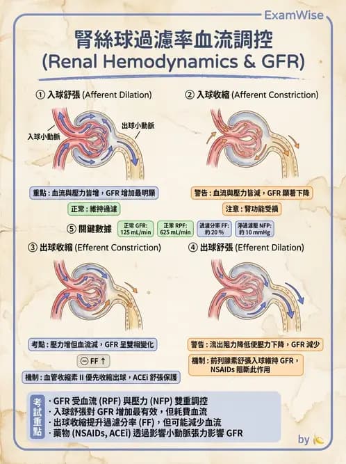 放射 - 腎臟生理 - AI 圖文解析預覽