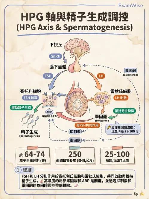 放射 - 生殖生理 - AI 圖文解析預覽