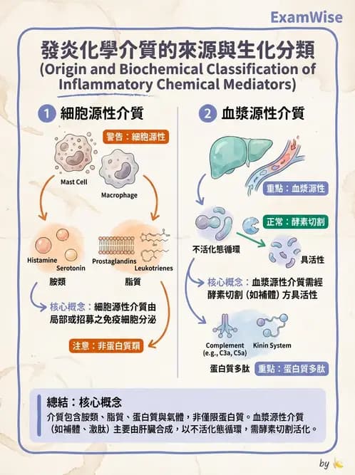 放射 - 感染、修復及其反應 - AI 圖文解析預覽