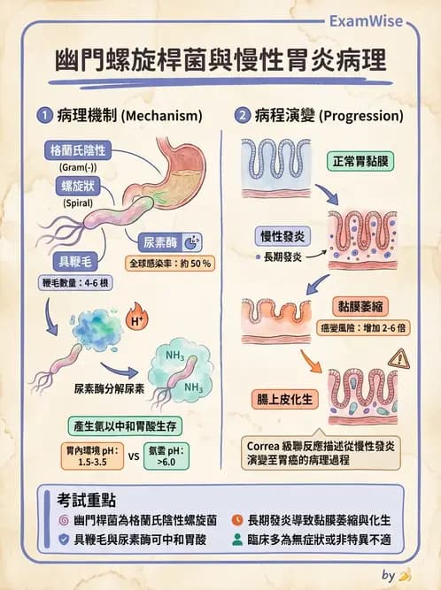 放射 - 口腔及腸胃道疾病 - AI 圖文解析預覽