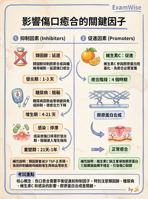 放射 - 感染、修復及其反應 - AI 圖文解析預覽