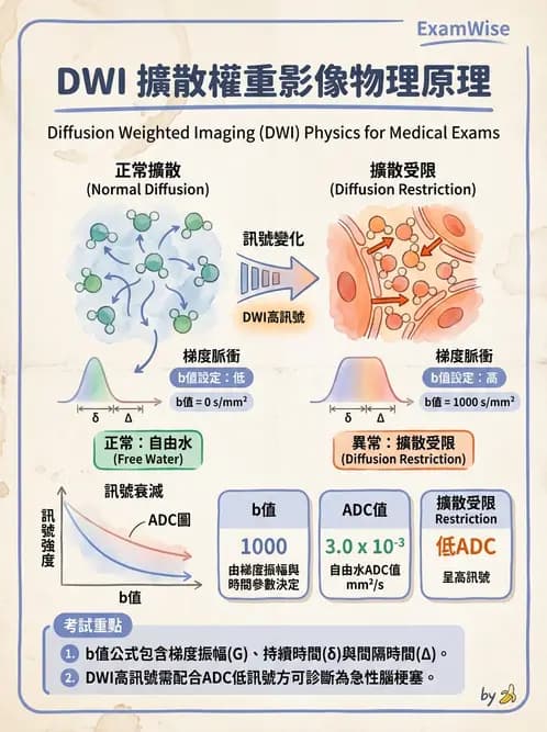 放射 - 脈衝序列與影像對比 - AI 圖文解析預覽