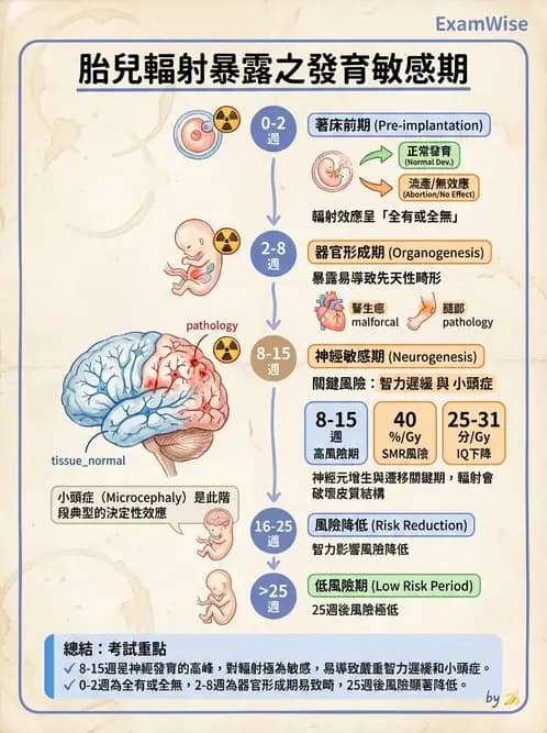 放射 - 全身性輻射效應 - AI 圖文解析預覽