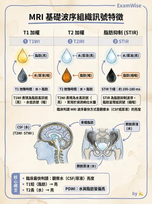放射 - MRI脈衝序列與訊號技術 - AI 圖文解析預覽