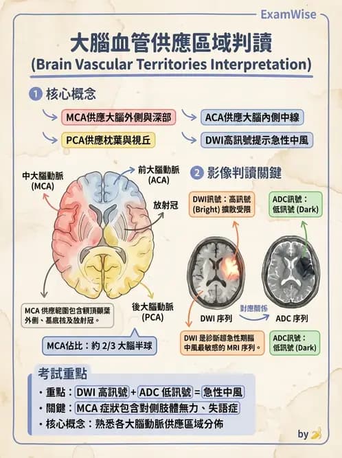 放射 - MR進階影像與臨床應用 - AI 圖文解析預覽