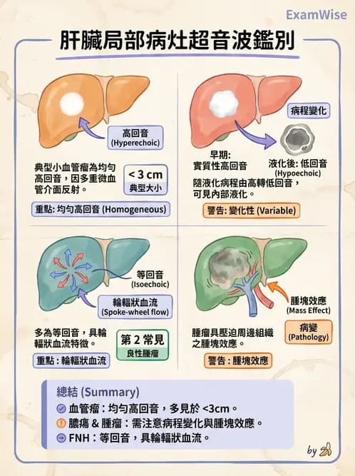 放射 - 肝臟超音波 - AI 圖文解析預覽