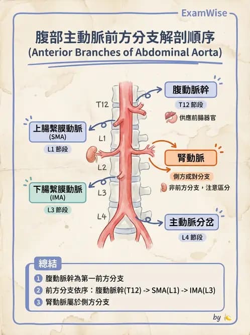 放射 - 腎臟血管與其他超音波 - AI 圖文解析預覽