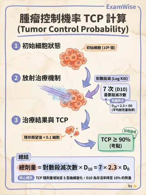 放射 - 細胞存活曲線與週期 - AI 圖文解析預覽