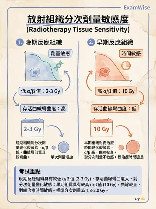 放射 - 時間劑量分次效應 - AI 圖文解析預覽