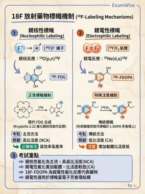 放射 - 肺肝膽與製劑通則 - AI 圖文解析預覽