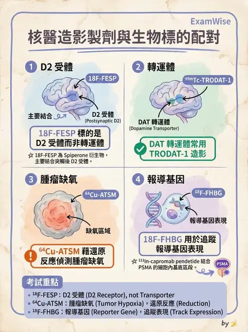 放射 - 核醫藥物 - AI 圖文解析預覽