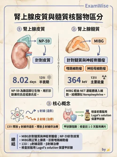 放射 - 標靶受體腫瘤造影 - AI 圖文解析預覽