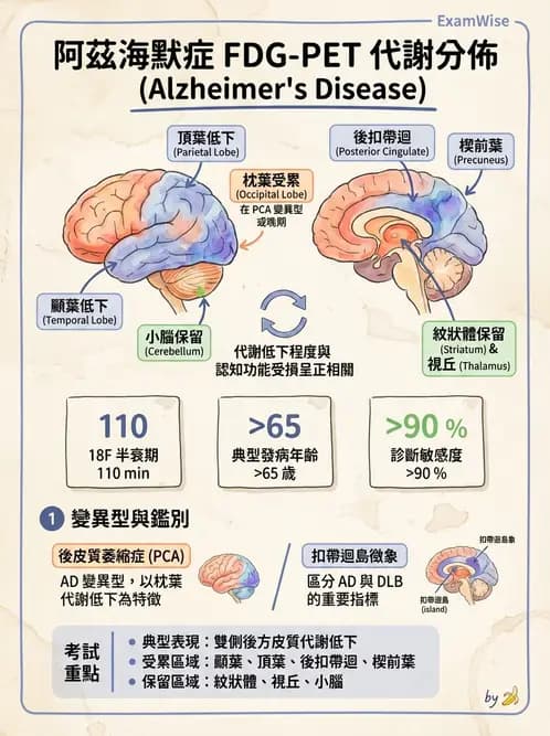 放射 - 腦部造影 - AI 圖文解析預覽