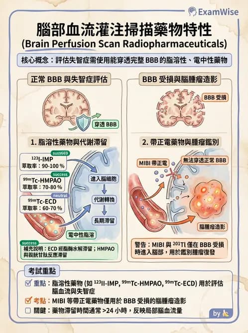 放射 - 腦部造影 - AI 圖文解析預覽