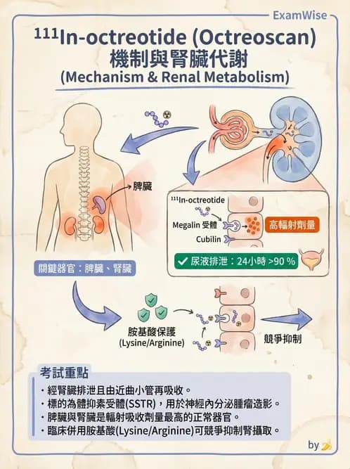 放射 - 腫瘤與內分泌造影SPECT藥物 - AI 圖文解析預覽