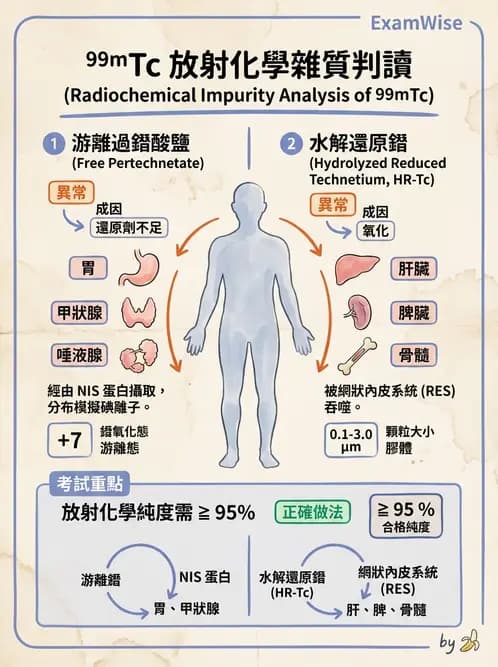 放射 - 骨骼造影 - AI 圖文解析預覽