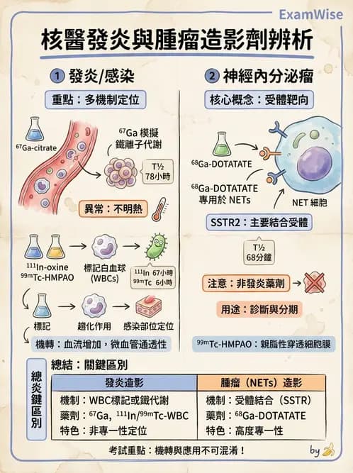 放射 - 肺部與感染造影 - AI 圖文解析預覽