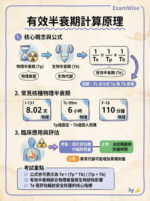 放射 - 腫瘤治療 - AI 圖文解析預覽