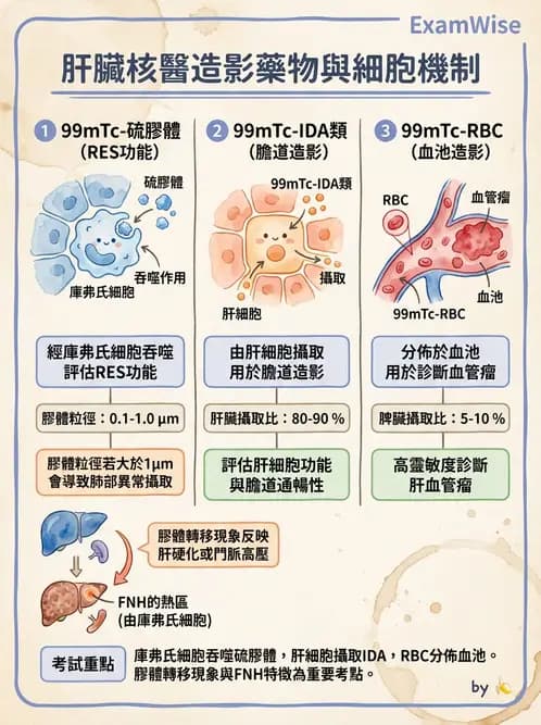 放射 - 肝膽造影 - AI 圖文解析預覽