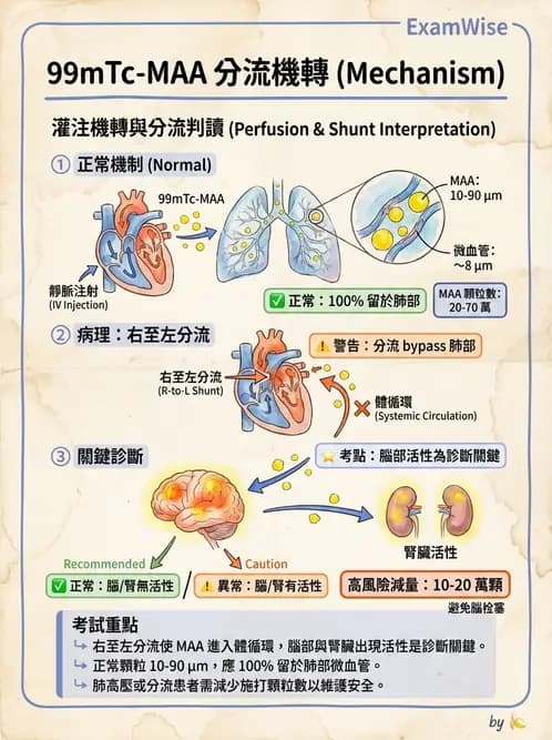 放射 - 肺部與感染造影 - AI 圖文解析預覽