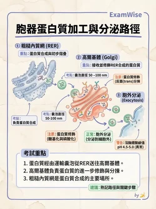 放射 - 細胞、組織與外皮系統 - AI 圖文解析預覽