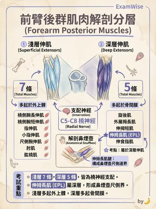 放射 - 上肢肌肉 - AI 圖文解析預覽