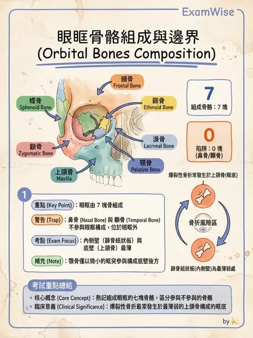 放射 - 骨骼系統 - AI 圖文解析預覽