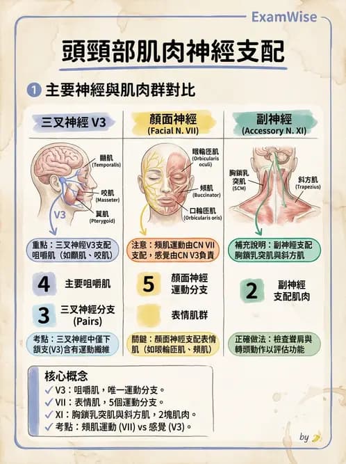 放射 - 腦神經 - AI 圖文解析預覽