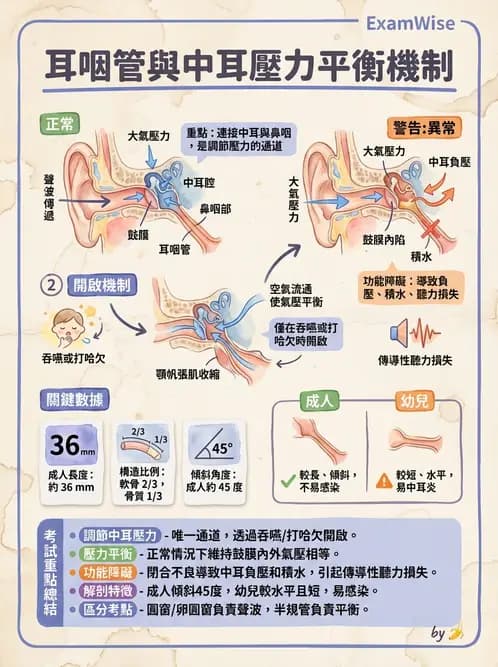 放射 - 特殊感官 - AI 圖文解析預覽