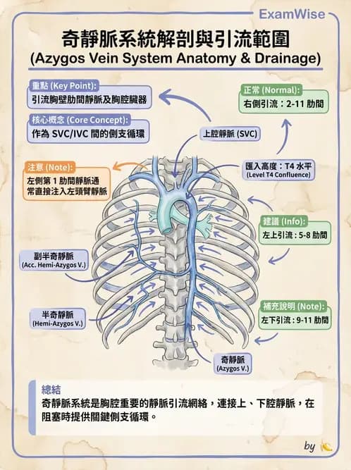 放射 - 血管 - AI 圖文解析預覽
