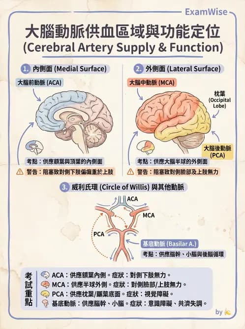放射 - 血管 - AI 圖文解析預覽