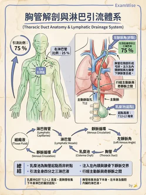 放射 - 淋巴及免疫系統 - AI 圖文解析預覽
