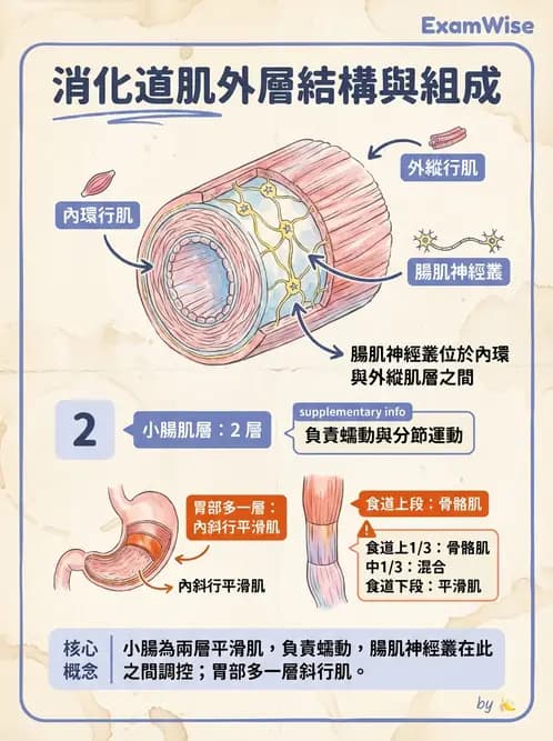 放射 - 消化系統 - AI 圖文解析預覽