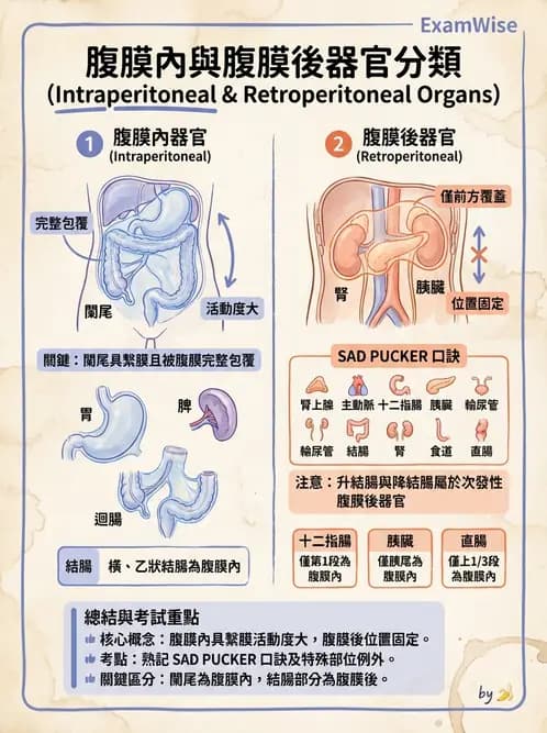 放射 - 消化系統 - AI 圖文解析預覽