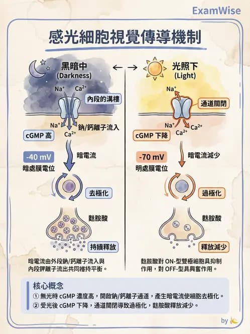 放射 - 神經生理 - AI 圖文解析預覽