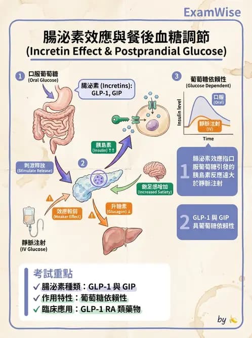 放射 - 內分泌生理 - AI 圖文解析預覽