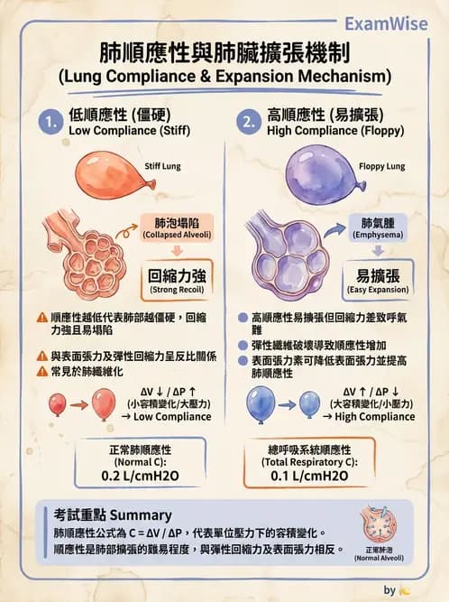 放射 - 呼吸生理 - AI 圖文解析預覽