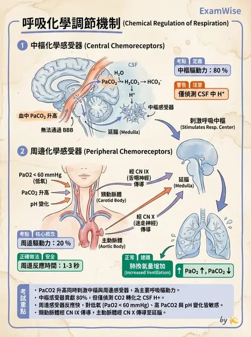 放射 - 呼吸生理 - AI 圖文解析預覽