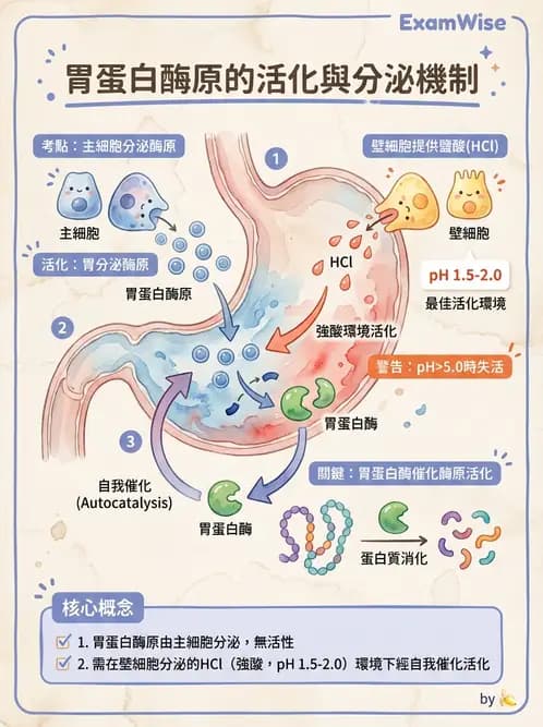 放射 - 胃腸生理 - AI 圖文解析預覽