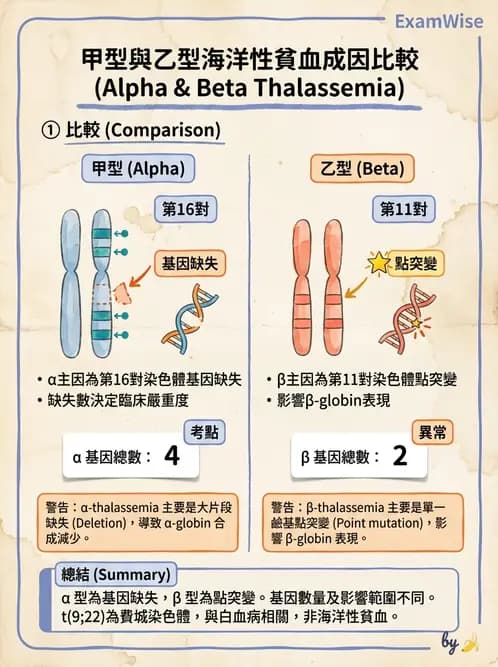 放射 - 造血及淋巴系統疾病 - AI 圖文解析預覽