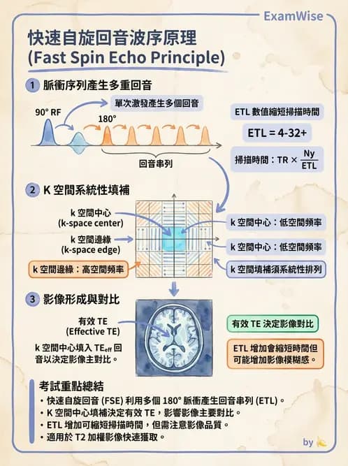 放射 - 脈衝序列與影像對比 - AI 圖文解析預覽