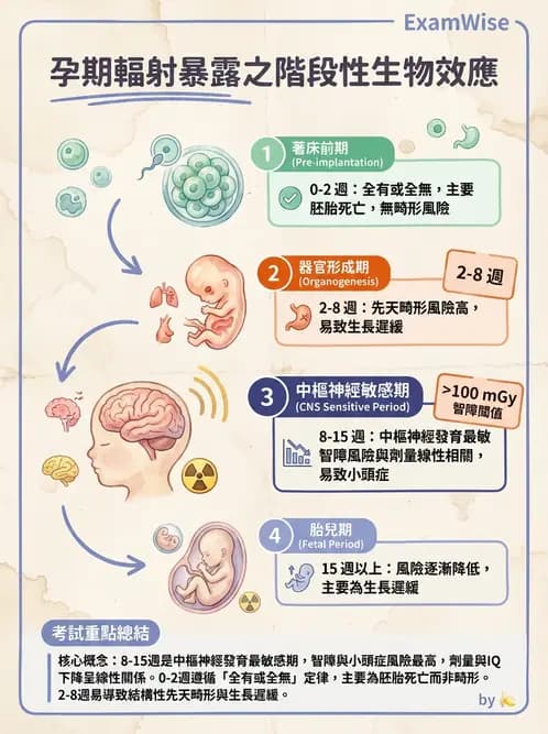 放射 - 全身性輻射效應 - AI 圖文解析預覽