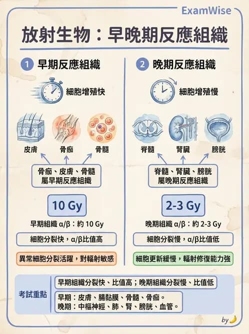 放射 - DNA損傷修復與細胞效應 - AI 圖文解析預覽
