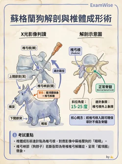 放射 - 導管技術與介入性治療 - AI 圖文解析預覽