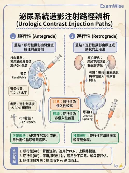 放射 - 泌尿生殖攝影 - AI 圖文解析預覽